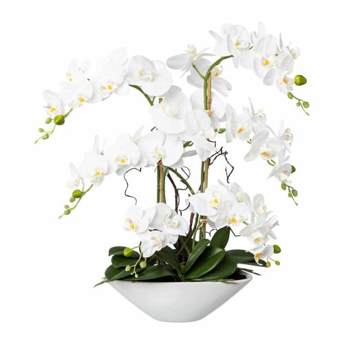 ▷ Aranjament ghiveci ceramic Orhidee Phalenopsis Alb H63 cm ⚡️ - lamino.ro