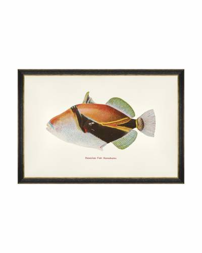 Tablou Framed Art Fishes Of Hawaii - Humuhumu Fish - 60 x 40 cm