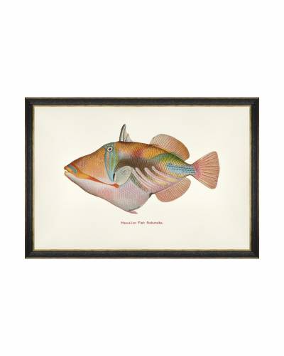 Tablou Framed Art Fishes Of Hawaii - Nakunuku Fish - 60 x 40 cm