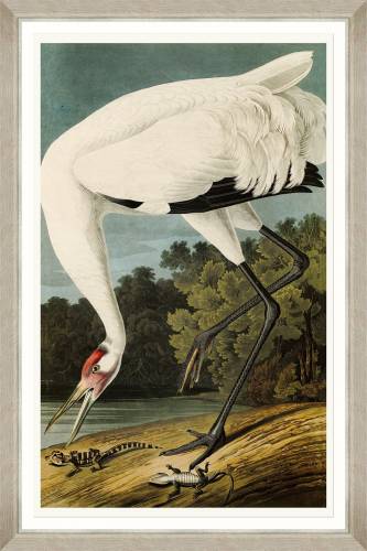 Tablou Framed Art Hooping Crane I By Audubon