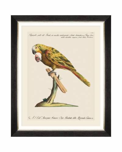 Tablou Framed Art Parrots Of Brasil IV - 40 x 50 cm
