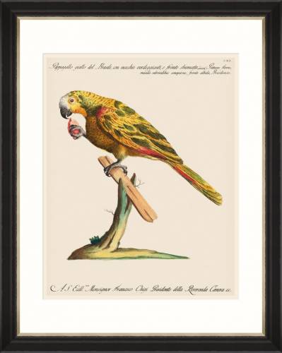 Tablou Framed Art Parrots Of Brazil 04