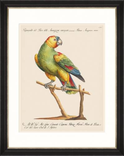 Tablou Framed Art Parrots Of Brazil 07